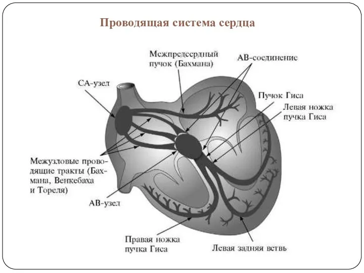 Проводящая система сердца