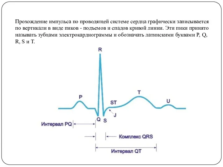 Прохождение импульса по проводящей системе сердца графически записывается по вертикали