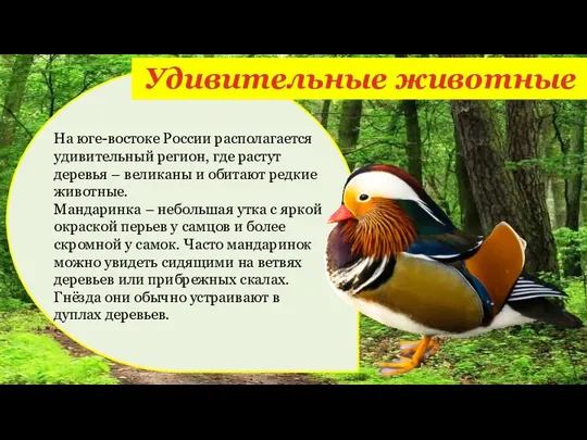 Удивительные животные На юге-востоке России располагается удивительный регион, где растут