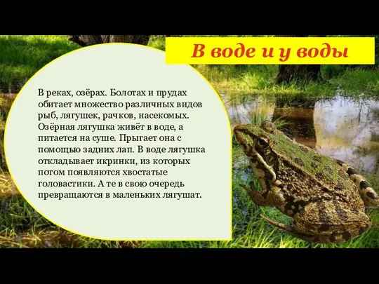 В воде и у воды В реках, озёрах. Болотах и