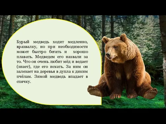 Бурый медведь ходит медленно, вразвалку, но при необходимости может быстро