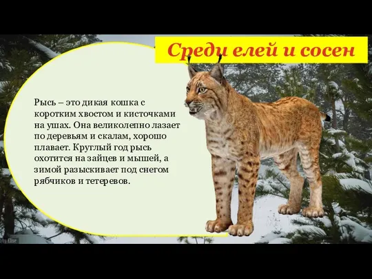 Среди елей и сосен Рысь – это дикая кошка с