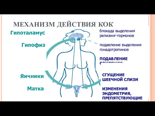 МЕХАНИЗМ ДЕЙСТВИЯ КОК блокада выделения релизинг-гормонов подавление выделения гонадотропинов ПОДАВЛЕНИЕ