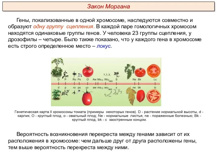 Гены, локализованные в одной хромосоме, наследуются совместно и образуют одну