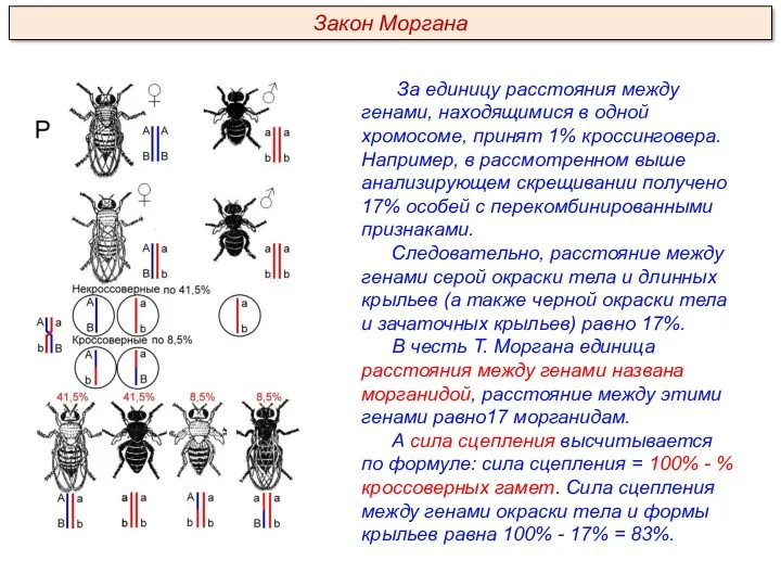 За единицу расстояния между генами, находящимися в одной хромосоме, принят