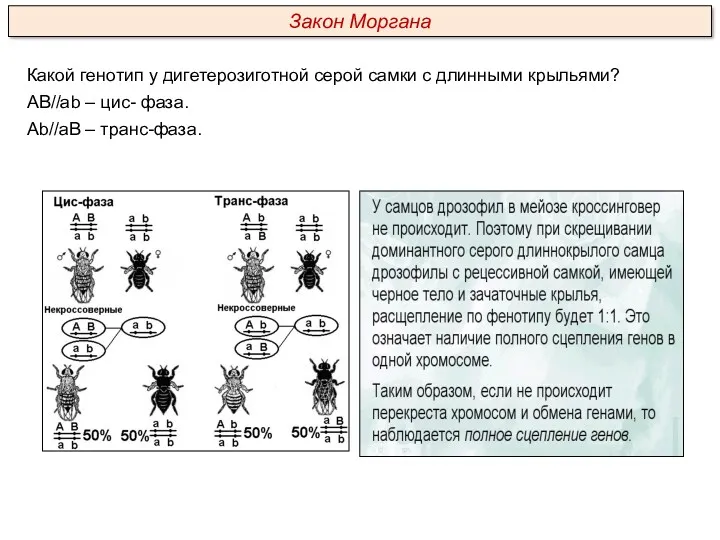 Какой генотип у дигетерозиготной серой самки с длинными крыльями? АВ//ab