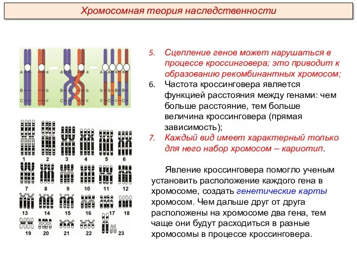 Сцепление генов может нарушаться в процессе кроссинговера; это приводит к