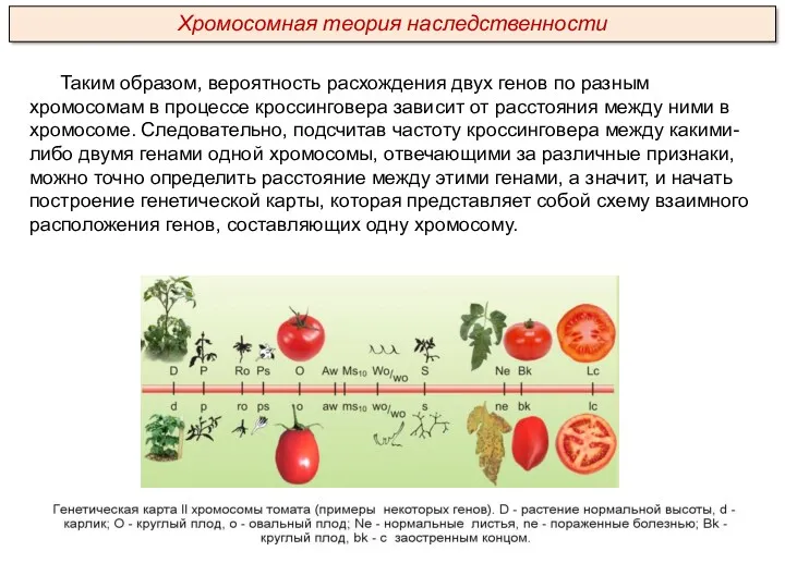 Таким образом, вероятность расхождения двух генов по разным хромосомам в