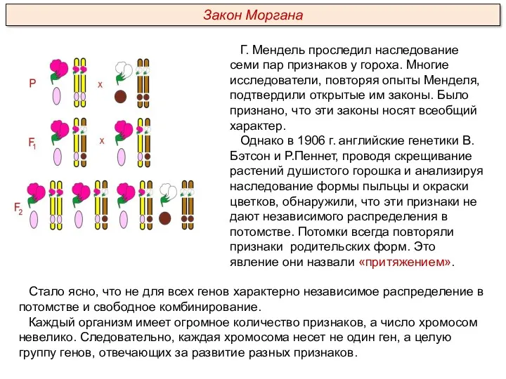 Г. Мендель проследил наследование семи пар признаков у гороха. Многие