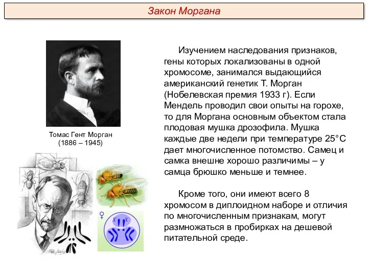 Изучением наследования признаков, гены которых локализованы в одной хромосоме, занимался