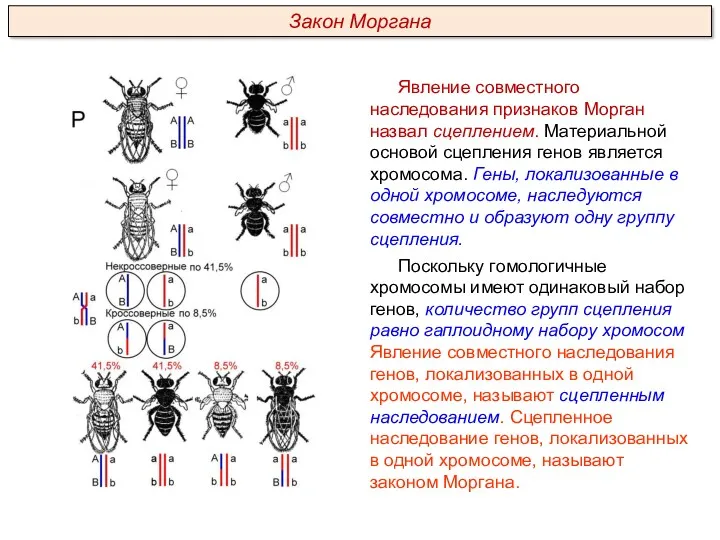 Явление совместного наследования признаков Морган назвал сцеплением. Материальной основой сцепления