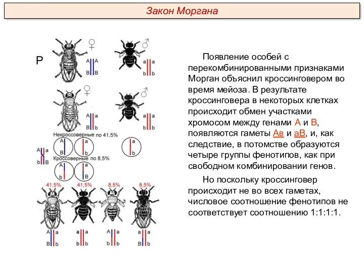 Появление особей с перекомбинированными признаками Морган объяснил кроссинговером во время