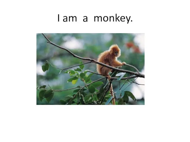 I am a monkey.