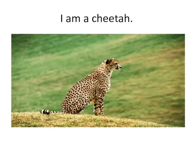 I am a cheetah.