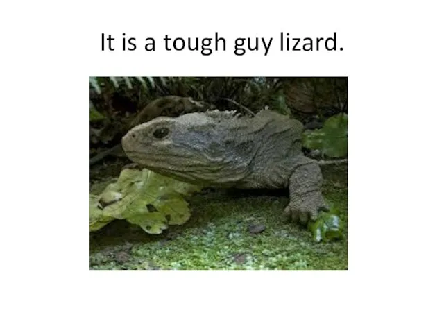 It is a tough guy lizard.