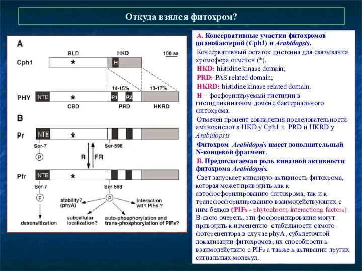 Откуда взялся фитохром? А. Консервативные участки фитохромов цианобактерий (Cph1) и