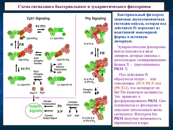 Схема сигналинга бактериального и эукариотического фитохромов Бактериальный фитохром типичная двухкомпонентная гистидин-киназа, которая под