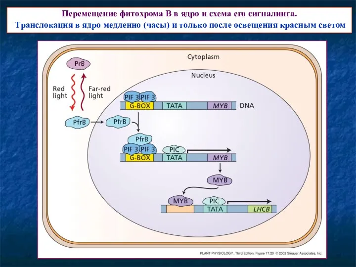 Перемещение фитохрома В в ядро и схема его сигналинга. Транслокация в ядро медленно