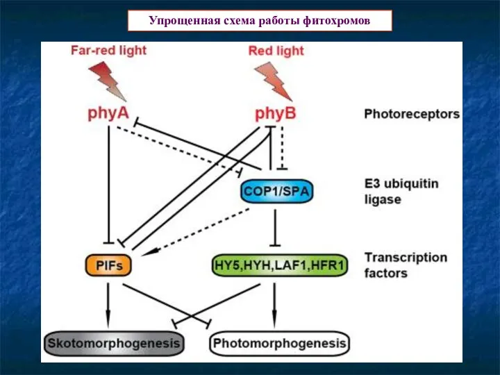 Упрощенная схема работы фитохромов