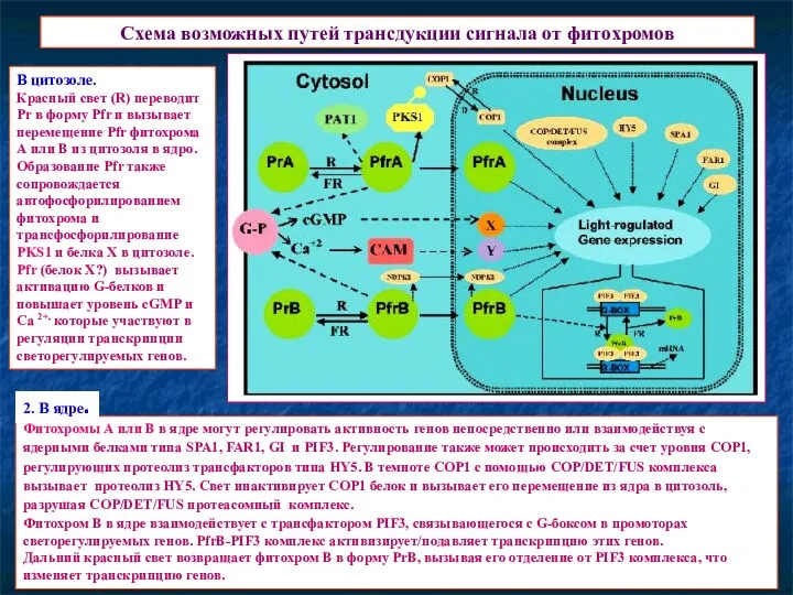 Схема возможных путей трансдукции сигнала от фитохромов Фитохромы А или В в ядре