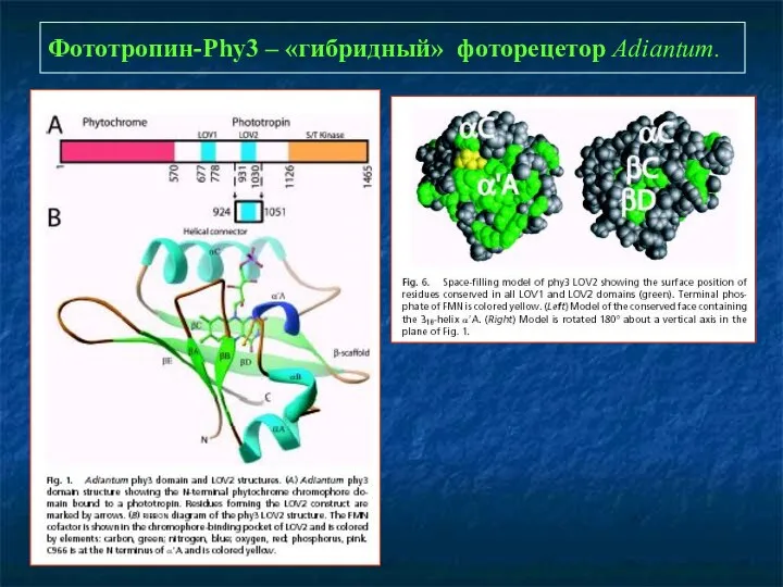 Фототропин-Phy3 – «гибридный» фоторецетор Adiantum.