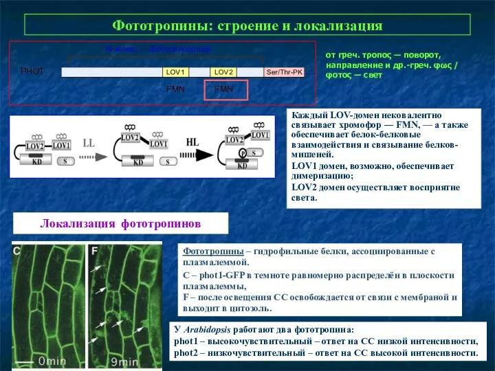Фототропины: строение и локализация Каждый LOV-домен нековалентно связывает хромофор ― FMN, — а