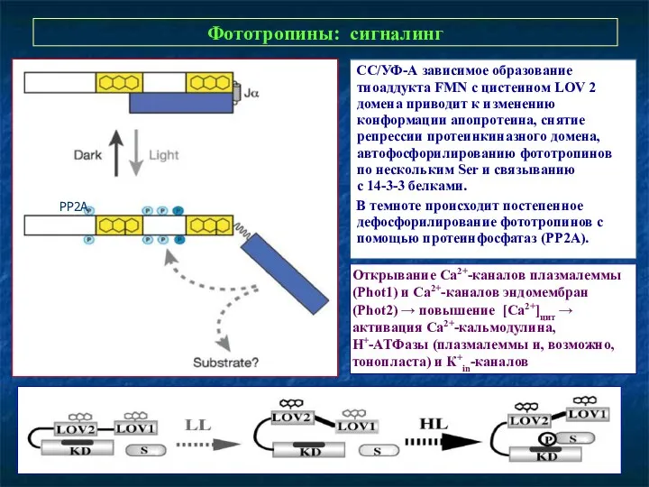 Фототропины: сигналинг СС/УФ-А зависимое образование тиоаддукта FMN с цистеином LOV 2 домена приводит