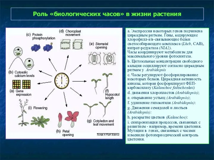 Роль «биологических часов» в жизни растения а. Экспрессия некоторых генов подчинена циркадным ритмам.