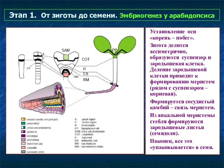 Этап 1. От зиготы до семени. Эмбриогенез у арабидопсиса Установление оси «корень –