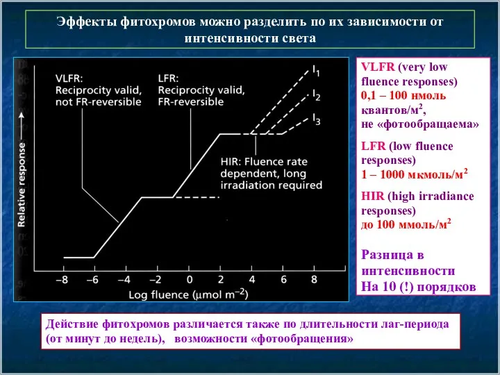 Эффекты фитохромов можно разделить по их зависимости от интенсивности света VLFR (very low