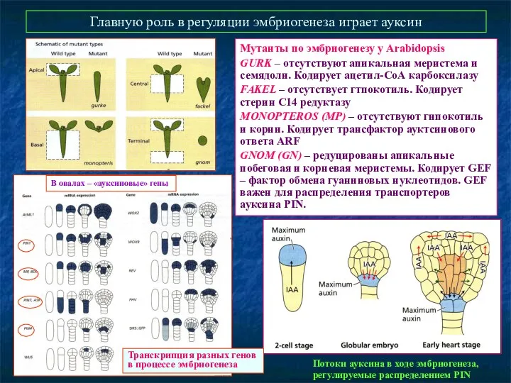 Главную роль в регуляции эмбриогенеза играет ауксин Мутанты по эмбриогенезу