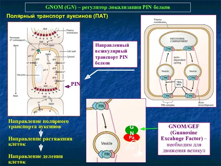 GNOM (GN) – регулятор локализации PIN белков PIN Направление полярного транспорта ауксинов Направление