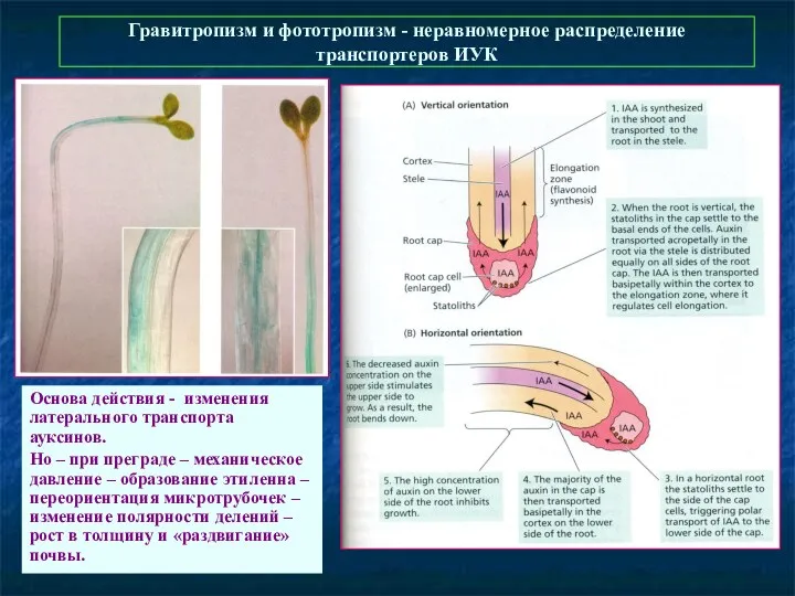 Гравитропизм и фототропизм - неравномерное распределение транспортеров ИУК Основа действия