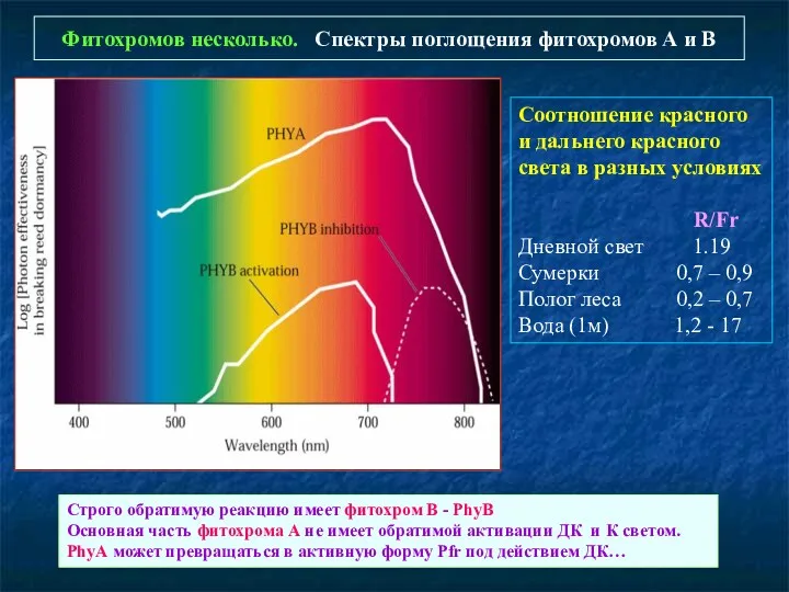 Фитохромов несколько. Спектры поглощения фитохромов А и В Соотношение красного