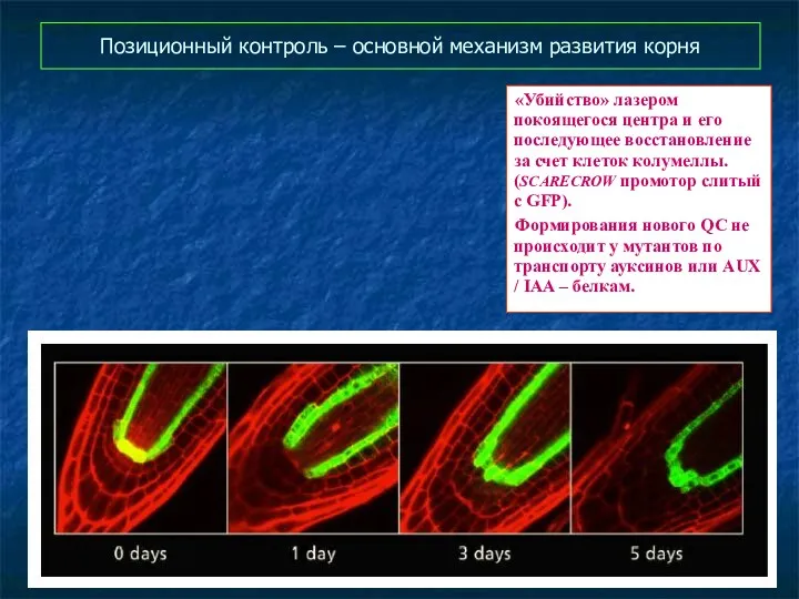 Позиционный контроль – основной механизм развития корня «Убийство» лазером покоящегося