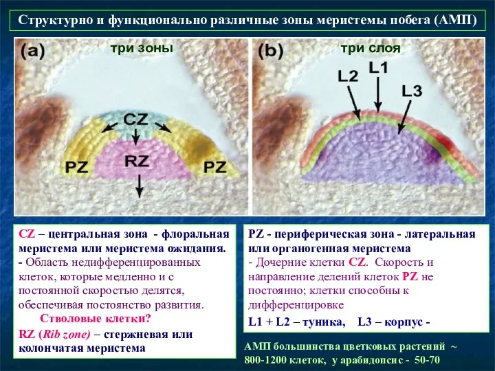 PZ - периферическая зона - латеральная или органогенная меристема - Дочерние клетки CZ.