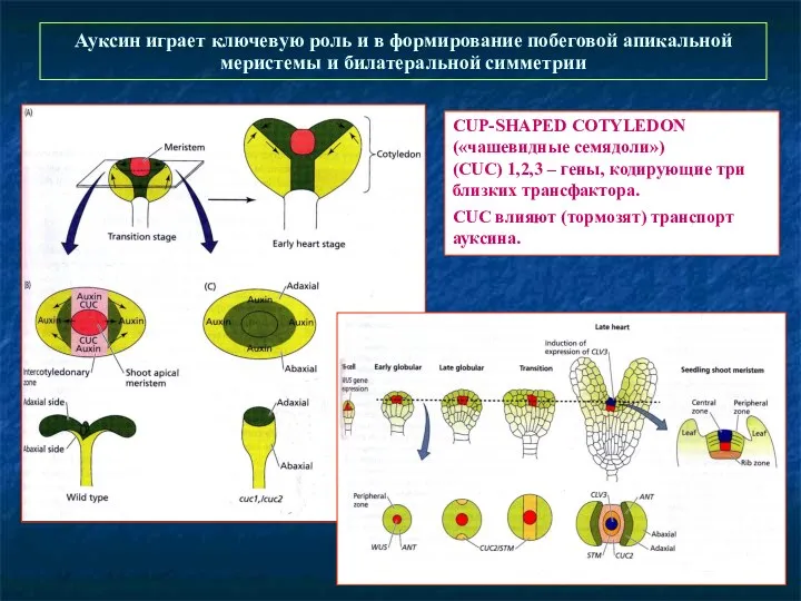 Ауксин играет ключевую роль и в формирование побеговой апикальной меристемы и билатеральной симметрии