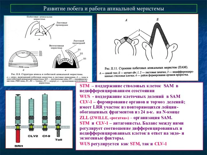 Развитие побега и работа апикальной меристемы STM – поддержание стволовых клеток SAM в