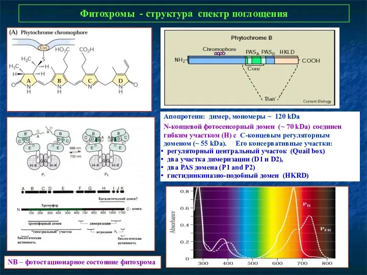 Фитохромы - структура спектр поглощения NB – фотостационарное состояние фитохрома Апопротеин: димер, мономеры