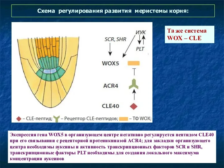 Схема регулирования развития меристемы корня: Экспрессия гена WOX5 в организующем