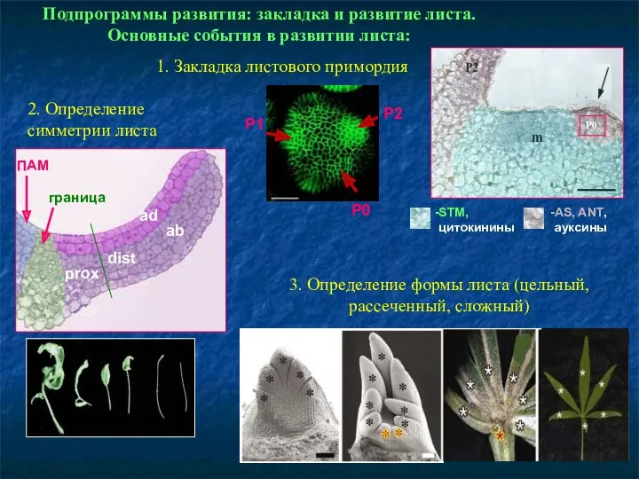 Подпрограммы развития: закладка и развитие листа. Основные события в развитии листа: 1. Закладка