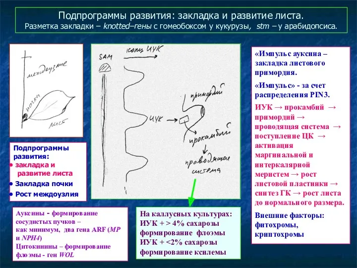 Подпрограммы развития: закладка и развитие листа. Разметка закладки – knotted–гены с гомеобоксом у