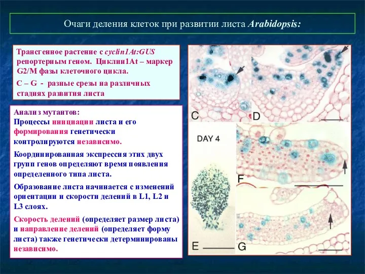 Очаги деления клеток при развитии листа Arabidopsis: Трансгенное растение с