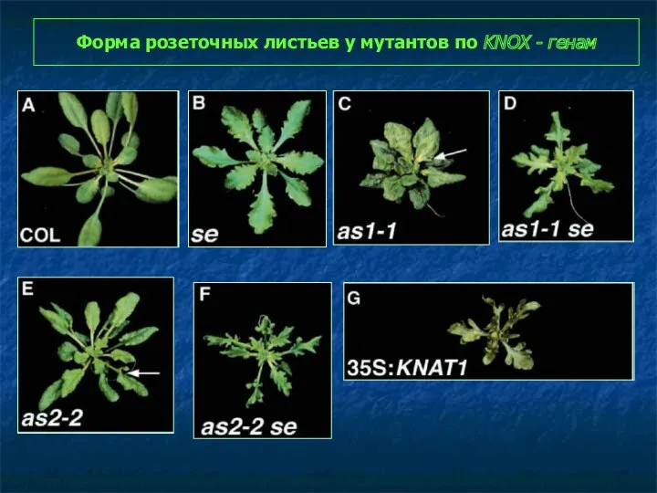 Форма розеточных листьев у мутантов по KNOX - генам