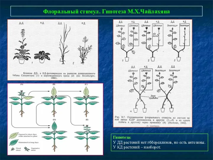 Флоральный стимул. Гипотеза М.Х.Чайлахяна Гипотеза: У ДД растений нет гббереллинов, но есть антезины.