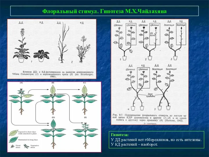 Флоральный стимул. Гипотеза М.Х.Чайлахяна Гипотеза: У ДД растений нет гббереллинов,