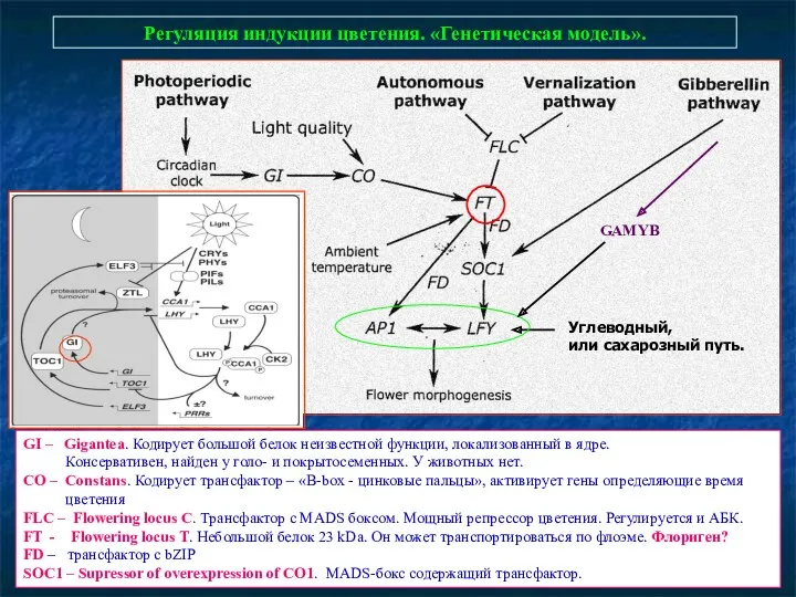 Регуляция индукции цветения. «Генетическая модель». GI – Gigantea. Кодирует большой