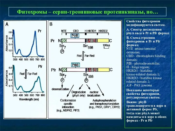 Фитохромы – серин-треониновые протеинкиназы, но… Свойства фитохромов модифицируются светом. А. Спектр поглощения phyA