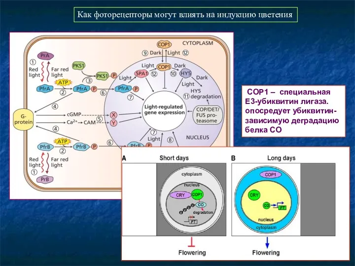 COP1 – специальная Е3-убиквитин лигаза. опосредует убиквитин-зависимую деградацию белка CO Как фоторецепторы могут