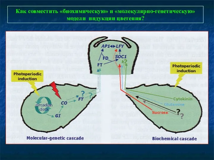 Как совместить «биохимическую» и «молекулярно-генетическую» модели индукции цветения?